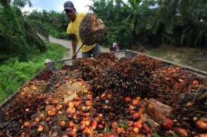 Industri Sawit Kurangi Angka Kemiskinan di Indonesia