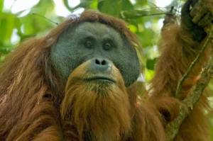 Tersisa 800 Ekor, Spesies Orangutan Tapanuli Mendekati Kepunahan