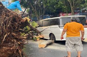 Mobil Rusak Tertimpa Pohon Besar di Kebayoran, Eros Djarot dan Keluarga Selamat