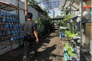 Anies Pamerkan Inovasi Warga Petojo yang Menyulap Gang Kecil Jadi Urban Farming