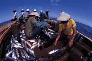 Maknyus! Ikan Kembung Indonesia Diekspor ke Thailand