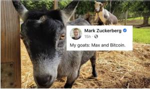 Mark Zuckerberg Pamer Kambing Kesayangan Bernama Bitcoin di Facebook