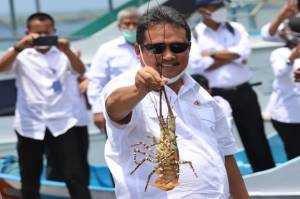 Menteri Sakti Penuhi Janji, Ekspor Benih Lobster Resmi Dilarang