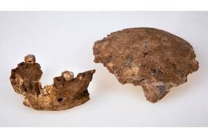 Fosil Manusia Purba di Israel Diyakini Nenek Moyang Neanderthal
