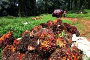 RI Disarankan Gandeng Malaysia untuk Stabilkan Harga Minyak Sawit