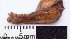 Arkeologi Temukan Fosil Kelelawar Berusia Ratusan Ribu Tahun