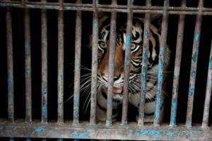 Harimau Sumatera di Ragunan Terinfeksi Covid-19, Bagaimana Gejalanya?