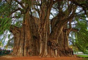 Pohon Tule! Tumbuhan Terbesar, Tertinggi, Tertua dan Terunik