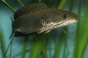 Manfaat Ekstrak Ikan Gabus, Temulawak, dan Daun Kelor pada Penyakit Pencernaan serta Rendah Albumin