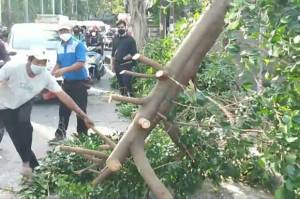 Angin Kencang, Pohon Beringin Tumbang Tutup Jalan di Depan RS Islam Pondok Kopi