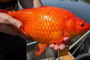 Sangat Berharga di Indonesia, Ikan Mas Malah Dianggap Hama di Amerika