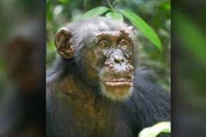 Kasus Langka, Simpanse Liar di Afrika Terkena Kusta