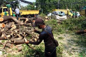 Antisipasi Pohon Tumbang, 325 Pohon di Gambir Jakarta Pusat Dipangkas