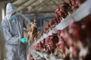 Kasus Flu Burung di China Melonjak, Kemenkes Perkuat Surveilans Unggas dan Hewan Liar
