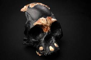 Fosil Purba Pertama Anak Homo Naledi Ditemukan di Afrika Selatan