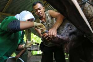 Bayi Gajah di Aceh Mati Setelah Kehilangan Separuh Belalainya