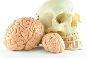 Ilmuwan AS Sebut Ukuran Otak Manusia Menyusut, Pertanda Apa?