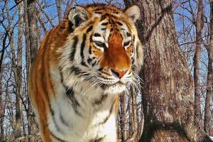 Setelah 50 Tahun, Jejak Harimau Amur Kembali Ditemukan di Siberia