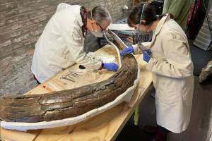 5 Kuburan Mammoth Berusia 200.000 Tahun Ditemukan di Inggris