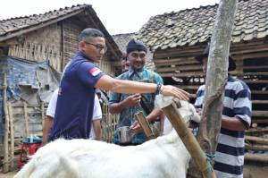 Sandiaga Dorong Pegiat Susu Kambing Etawa di Bondowoso Terus Berkembang