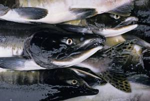 Fakta Tersembunyi Ikan Salmon yang Tak Diketahui Banyak Orang