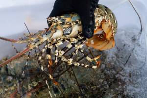 Lobster Laut Punya Peran Signifikan dalam Perekonomian