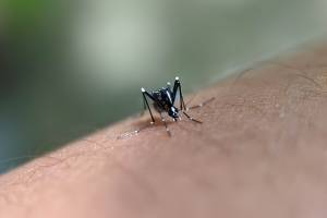Perjalanan Indonesia Menuju Nol Kematian Akibat Dengue 2030