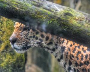 Terancam Punah Konservasi Macan Tutul Jawa Terus Digaungkan