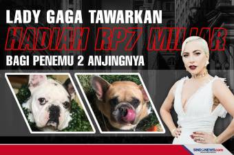 Lady Gaga Tawarkan Hadiah Rp7 Miliar bagi Penemu 2 Anjingnya