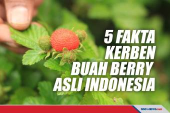 Kenali Lima Fakta Kerben, Buah Berry Asli Indonesia