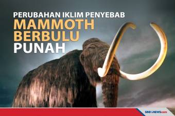Perubahan Iklim yang Sebabkan Kepunahan Mammoth Berbulu