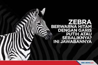 Zebra berwarna hitam dengan garis putih atau sebaliknya? Ini Jawabannya