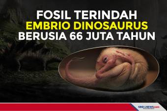 Fosil Terindah, Embrio Dinosaurus Berusia 66 Juta Tahun