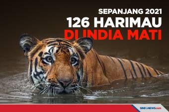 Sepanjang 2021 Sebanyak 126 Ekor Harimau di India Mati