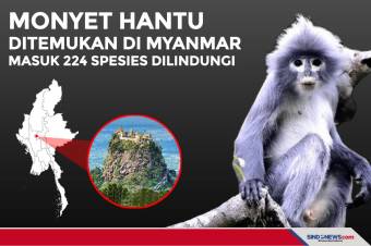 Monyet Hantu Ditemukan di Myanmar, Masuk 224 Spesies Dilindungi