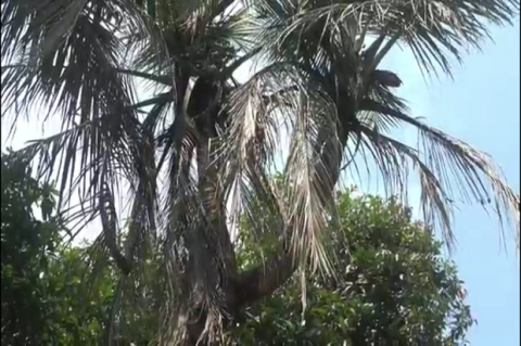 Batang batang panjang pohon kelapa