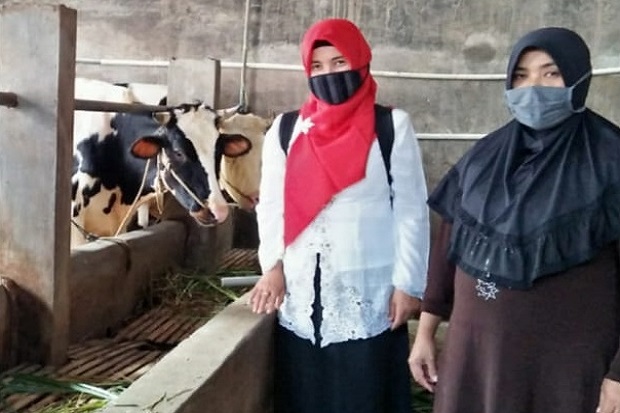 Penyuluhan Tidak Berhenti, Produksi Susu Sapi di Malang ...