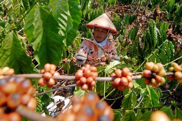 Empat Tips Meracik Indonesia Tetap Jadi Negara Produsen Kopi Terbesar Dunia