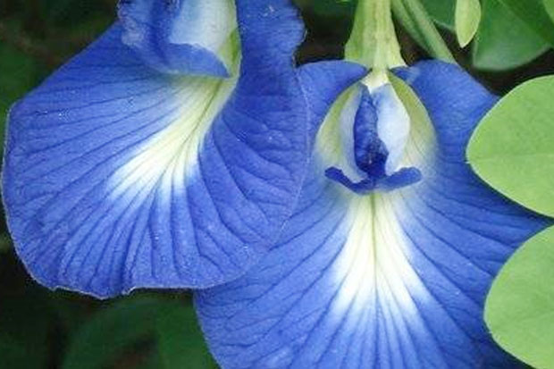Bunga Ajaib Berwarna Biru Ampuh Sembuhkan Diabetes dan 