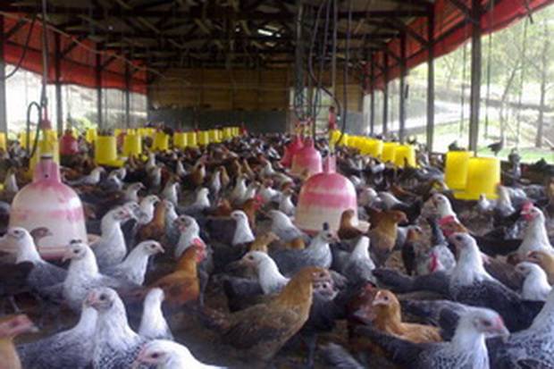 Pakan Ayam Oplosan Beredar di Kota Palopo