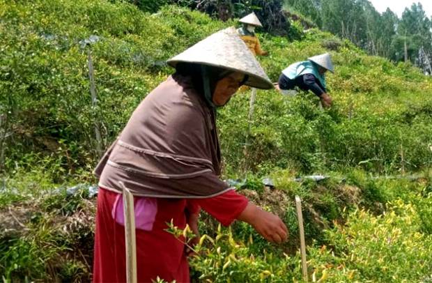 Pegiat Pertanian Asal Rongkong Raih Penghargaan Oase Kabinet Indonesia Maju