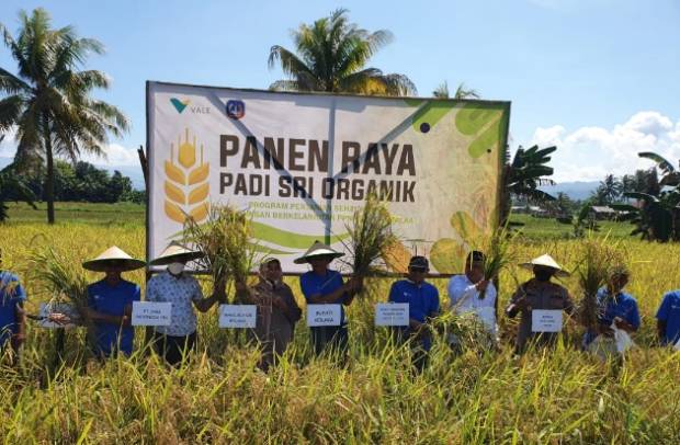 SRI Organik PT Vale, Harapan Baru Pertanian Produktif-Ramah Lingkungan di Pomalaa