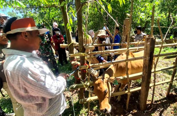 Cegah PMK di Kecamatan Mandai, Puluhan Ternak Divaksin