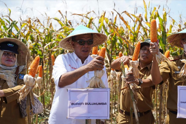 Panen Raya Jagung, Andi Utta Ajak Pemuda Tidak Gengsi untuk Bertani