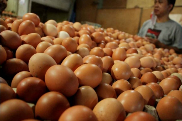 Harga Telur Ayam di Pasaran Mulai Berangsur Stabil