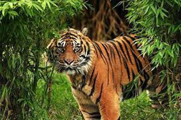 Ternak Warga Dimangsa Harimau Sumatera di Langkat