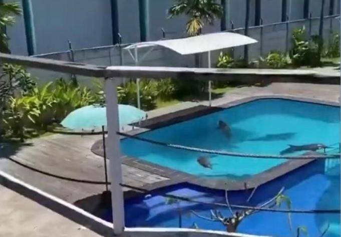 2 Ekor Lumba-lumba di Bali Exotic Marine Park Hilang, Kementerian LHK Diminta Bertanggung Jawab