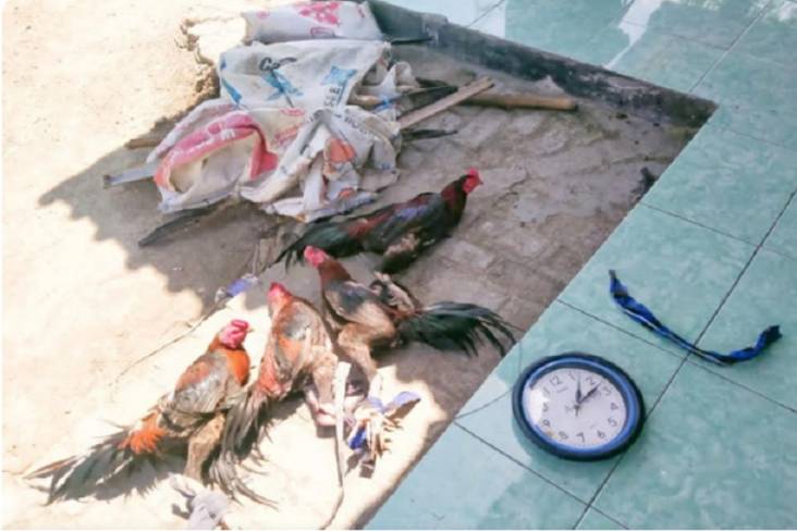 Judi Sabung Ayam di Semarang Digerebek, Sejumlah Barang Bukti Disita