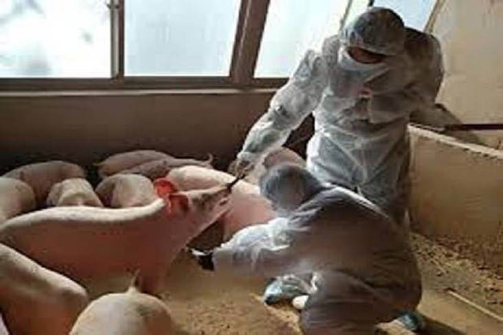 Awas! Virus Demam Babi Asal Afrika Merebak di Barito Timur
