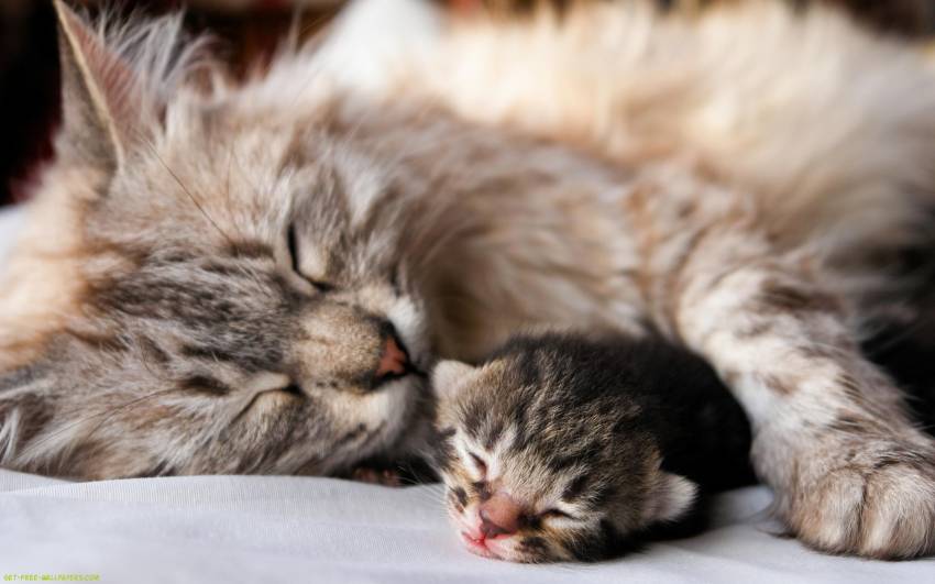 Cara merawat anak kucing baru lahir yang ditinggal induknya